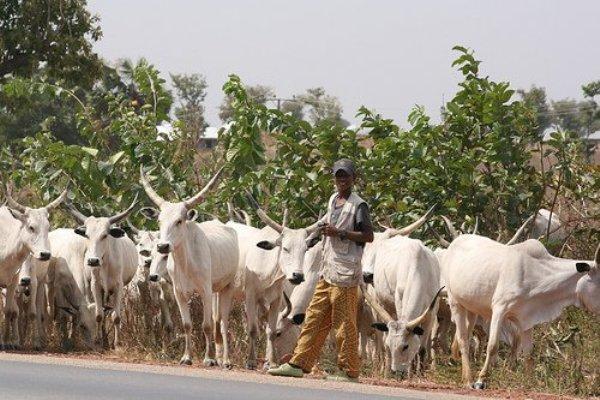 Benue prosecutes 81, seizes 3,000 cows for violating anti-open grazing law, Ortom urges indigenes to join fight against insecurity