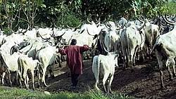 Anti-Open Grazing Bill’s Public Hearing: Delta Women in Agriculture make case for safe farming environment