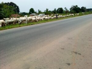 Open Grazing of cattle at Igbodo